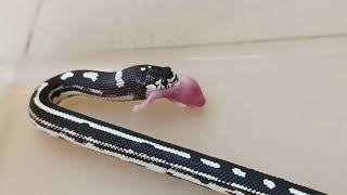 小加州王蛇吃播 Baby California King Snake Feeding on Pinky