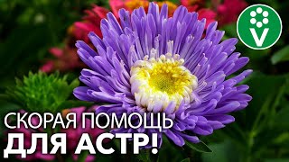 ВАШИ АСТРЫ НАКОНЕЦ БУДУТ ЗДОРОВЫ! Определяем проблему по листьям и принимаем меры!