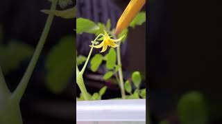 How to Hand Polinate Tomato Flowers