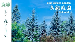 Healing Garden Tour] A must-see! for conifer fans🌲Garden with Hopsies and Blue Spruces｜Manabe Garden