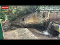 புலியருவியின் வேட்டை ஆரம்பம் 🐯🏞 tiger falls courtallamnews tiger fivefalls old falls live