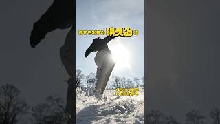 【グラトリ初級】めちゃめちゃ目立つノーリーシャッフル360