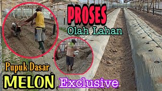 PERSIAPAN LAHAN DAN PUPUK DASAR TANAMAN MELON EXCLUSIVE DI DALAM GREENHOUSE