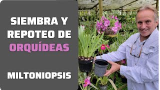 How to Plant and Repot Miltoniopsis Orchids: Complete Guide