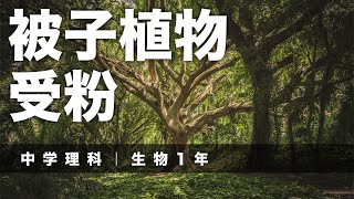 中学理科｜生物 1 年｜03｜被子植物／受粉