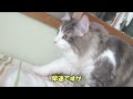 猫の不動産屋さん。退去時に厳しいチェックが入ります。