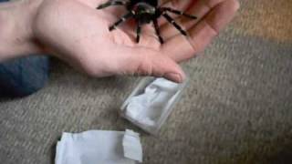 my new Brachypelma auratum (The Mexican Flame Knee).wmv