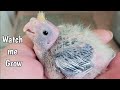 Baby Cockatiel Growth Stages