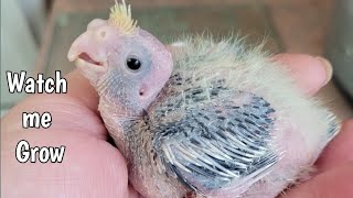 Baby Cockatiel Growth Stages