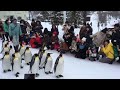 shorts goproで撮るhokkaido tour 旭山動物園編 asahiyamazoo