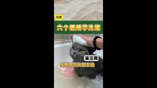 纯干货教程来了#猫咪洗护 #洗猫 #猫咪洗澡乖乖的 #猫咪赛级洗护 #猫咪赛级洗护培训