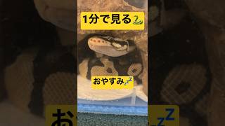 【1分で見る】寝る前のボールパイソン#shorts #ballpython