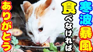 日没前に何とか逢えた 寒さと空腹に耐える猫にご飯をあげたら・・・ さくらねこたちへの給餌 ホクロちゃん ちくわくん ボスくん