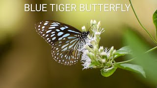 BLUE TIGER BUTTERFLY AND CHROMOLAENA ODOROTA | നീലകടുവ പൂമ്പാറ്റ കമ്യൂണിസ്റ്റ് പച്ച ചെടിയിൽ