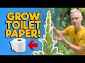 Grow your Own Toilet Paper: The Mullein Plant!