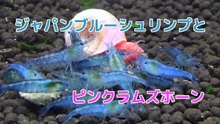 ジャパンブルーシュリンプミナミヌマエビとピンクラムズホーン ルリー　shrimp　Ramuzuhon