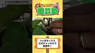 【家庭菜園】６~7月、ナスのわき芽取りで絶対にやってはいけない事！？わき芽の見分け方、取り方、肥料のポイントも徹底解説！【脇芽かき】【ハイポネックス】【栽培塾】#Shorts