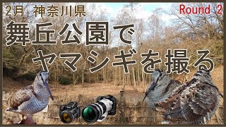 （2月）神奈川県　 舞丘公園でヤマシギを撮る