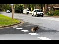 Getting Help For Sick Koala on Dangerous Road