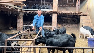 凉山的黑山羊养殖场Black goat farm in Liangshan