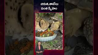 Cheetah : చిరుత,తాబేలు వింత స్నేహం.. | Ntv Global