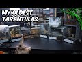 THEN and NOW - Feeding my 10 OLDEST Tarantulas! + Skull Bliss Unboxing