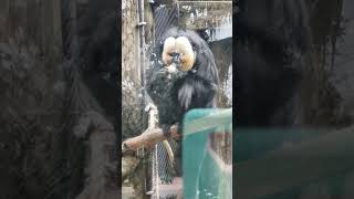 White-faced Saki #primate #primates #shorts #shortsvideo