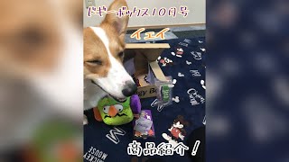 【コーギー犬】ドギーボックス10月号を紹介！〜こむぎの日常〜corgi