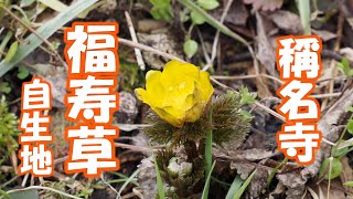 福寿草　自生地（津越）