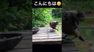 ヤマガラさんのご挨拶　#ヤマガラ #山雀 #野鳥 #野鳥観察 #birds #shorts #youtubeshorts