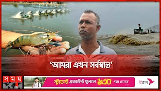 রেমালের পর রোগের আক্রমণে বিপাকে চিংড়ি চাষিরা | Cyclone Remal Effect | Mongla | Somoy TV