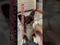 大きくなったら… チワワ dog pet