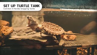 I set up a Tank for Baby Turtles | Common X Florida Snapping Turtle