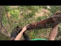 Chainsaw vs Ironwood! Cutting Down The HARDEST Wood We've Ever Seen!
