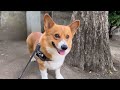 朝から過激なコーギー犬コナン