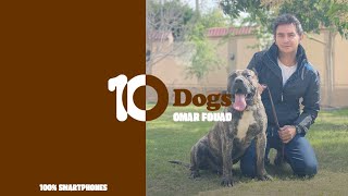 10Dogs | تعرف على كلاب كناريو الشرسة والعدائية