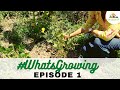 EP 01 | #WhatsGrowing at Aanandaa Permaculture Farm [May 2020]