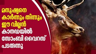 മനുഷ്യനെ കാര്‍ന്നും തിന്നും ഈ വില്ലന്‍.കാനഡയില്‍ സോംബി വൈറസ് പടരുന്നു | Zombie Disease In Canada