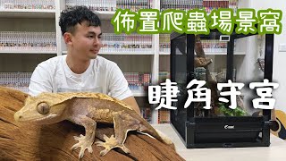 【爬蟲飼養】超萌的樹棲型守宮睫角守宮Crested Gecko┃用網籠飼養箱佈置他的窩吧