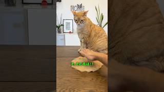 猫の毛で作る特別なプレゼントｗｗ