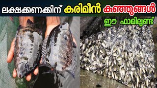 ലക്ഷക്കണക്കിന് #കരിമീൻ കുഞ്ഞുങ്ങൾ | #Karimeen Farm | Fish Farming Kerala l Pearl Spot Farming