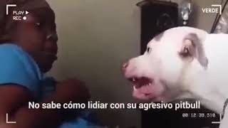 😱😨 Viral, Perro pitbull a punto de atacar a su dueña 😨😱 #tiktok #shorts #viral #youtube