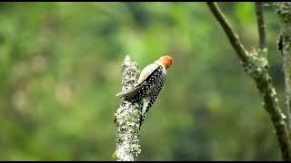 The artistic beauty of life of Birds