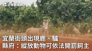 宜蘭街頭出現鹿、驢 縣府：縱放動物可依法開罰飼主｜20250111 公視中晝新聞