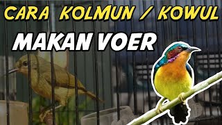 Cara Agar Kolibri Wulung | Kolibri Muncang Makan Pur/Voer