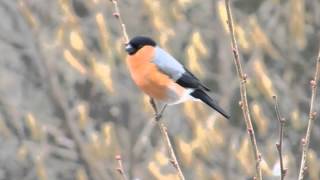 der Ruf des Gimpel - Dompfaff Bullfinch Vogelstimmen Gesang