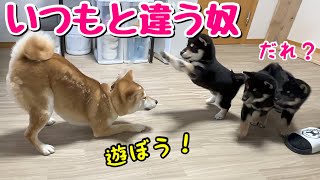 【柴犬 子犬】母犬と違う犬と初めて出会った子犬たちの反応