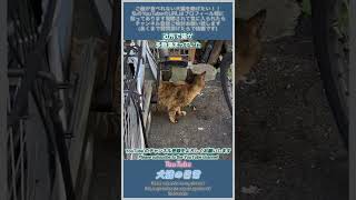 【野良猫】近所で野良猫が多数集まっていた　#shorts