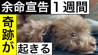 【期待】余命宣告された生後93日目のトイプードル パピーに残された最後の1手。これでダメなら終わりです。