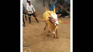 Munjurpet Bahubali 🎉in kotalam Street